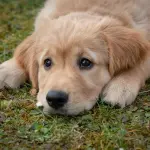 Compravendita di animali, 7 punti a cui fare attenzione