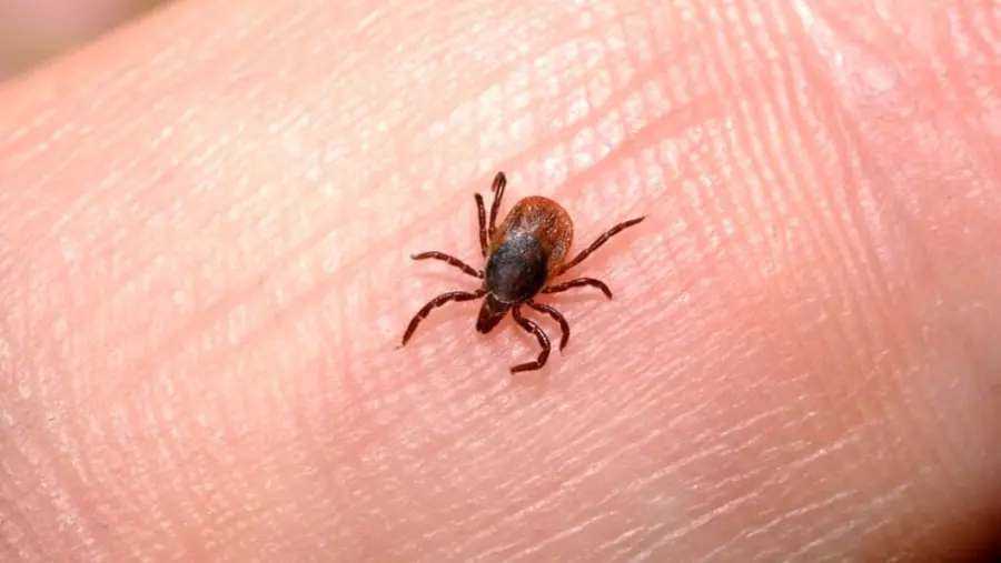 Pulci: cosa sono e come attaccano il nostro cane