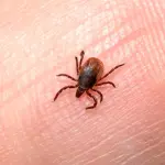 Pulci: cosa sono e come attaccano il nostro cane