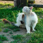 Antiparassitari per gatti: prevenzione e cura