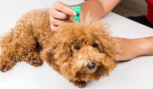 Antiparassitari per cani: perché sono importanti e quando ricorrervi