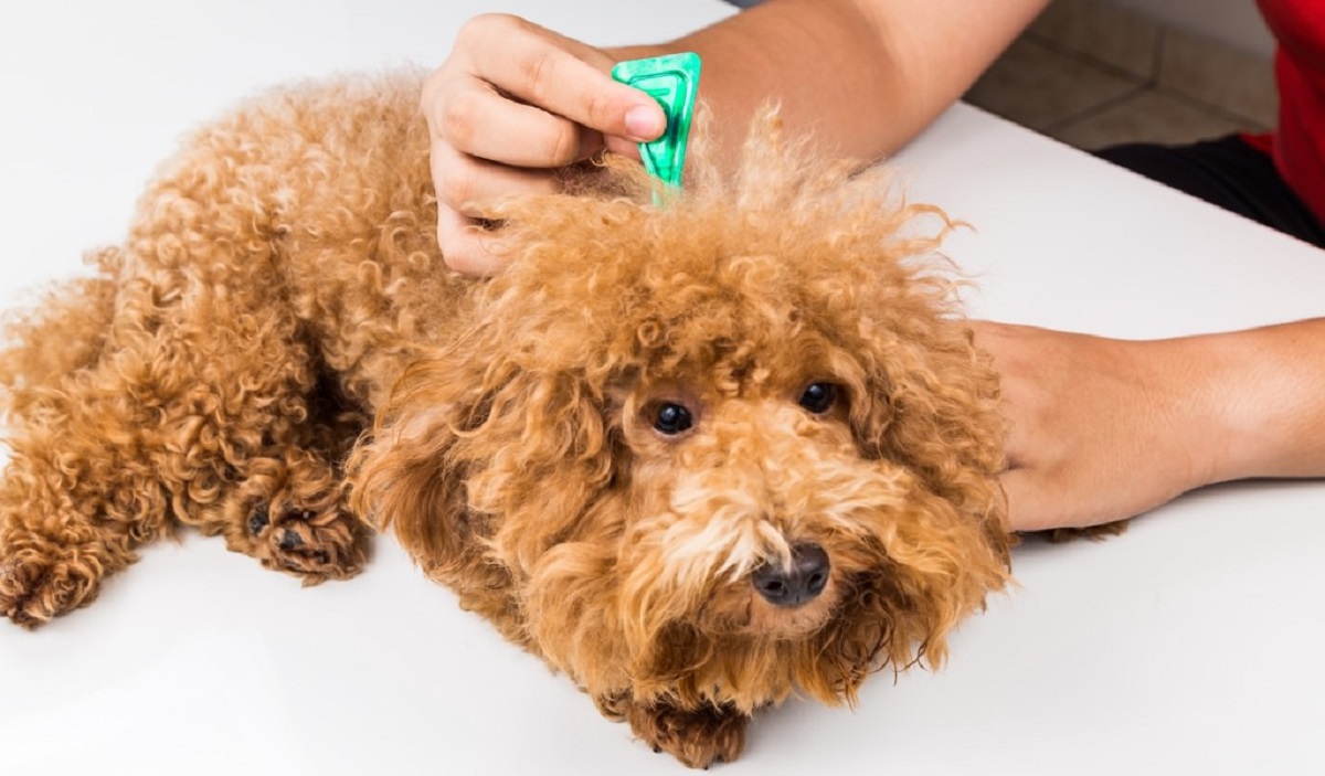 Antiparassitari per cani: perché sono importanti e quando ricorrervi