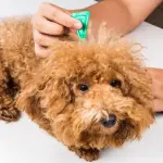Antiparassitari per cani: perché sono importanti e quando ricorrervi