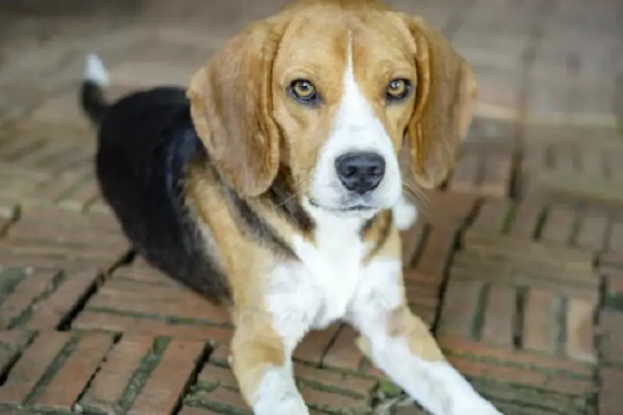 3 semplici ricette BARF per il tuo cane