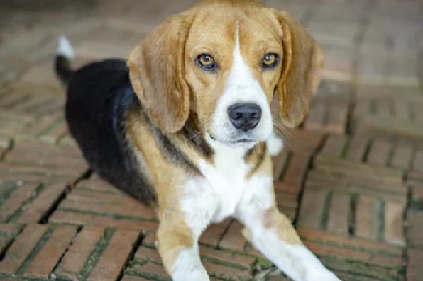 3 semplici ricette BARF per il tuo cane