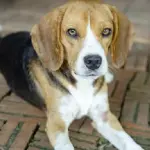 3 semplici ricette BARF per il tuo cane