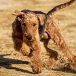 Rottura del legamento crociato anteriore nel cane