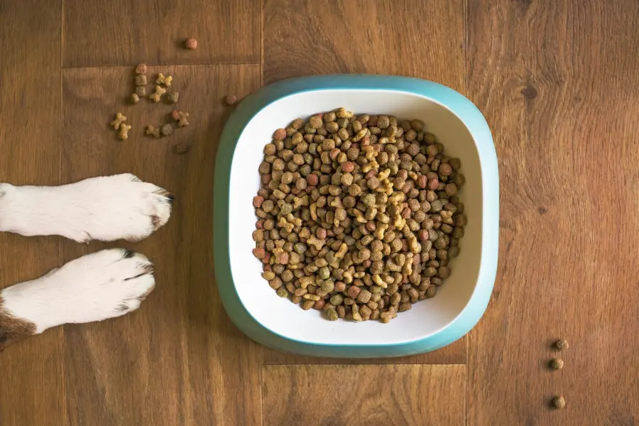 L’alimentazione del cane per prevenire disturbi intestinali
