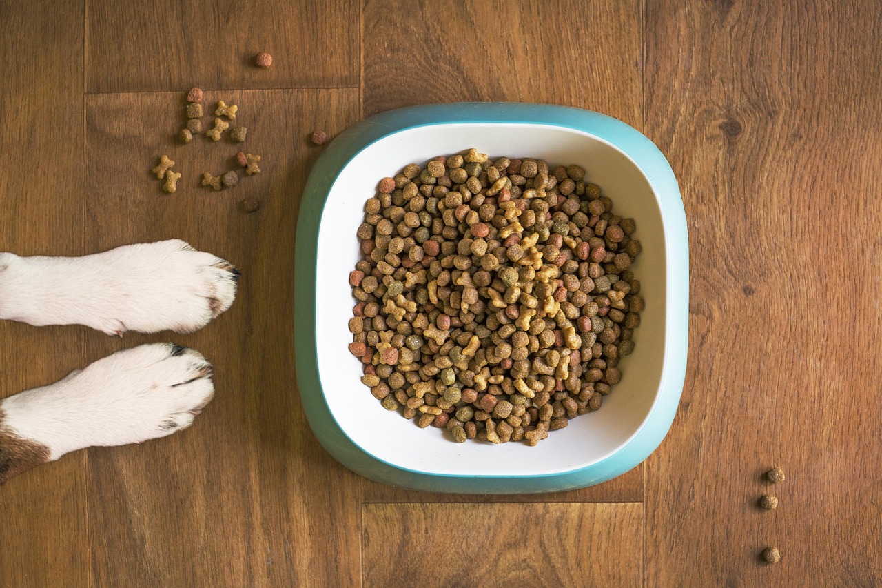 L’alimentazione del cane per prevenire disturbi intestinali