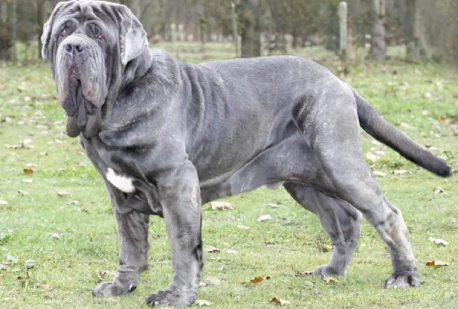 Alimentazione consigliata per cani di grossa taglia