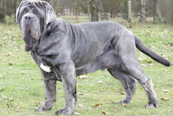 Alimentazione consigliata per cani di grossa taglia