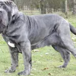 Alimentazione consigliata per cani di grossa taglia