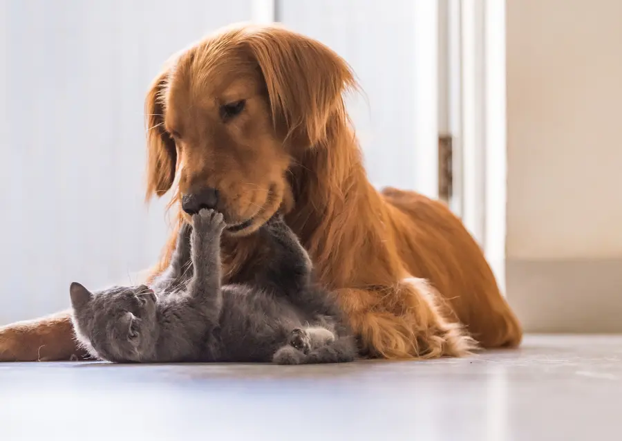 Alimenti per cani: come scegliere i prodotti più adatti alle loro esigenze
