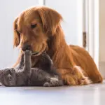 Alimenti per cani: come scegliere i prodotti più adatti alle loro esigenze