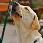 5 comandi che potete insegnare al vostro Labrador