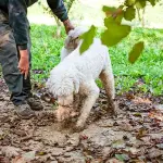 Come organizzarsi per una piacevole giornata a tartufi con in Lagotto Romagnolo