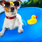 Vacanze pet-friendly, consigli per le vacanze con Fido