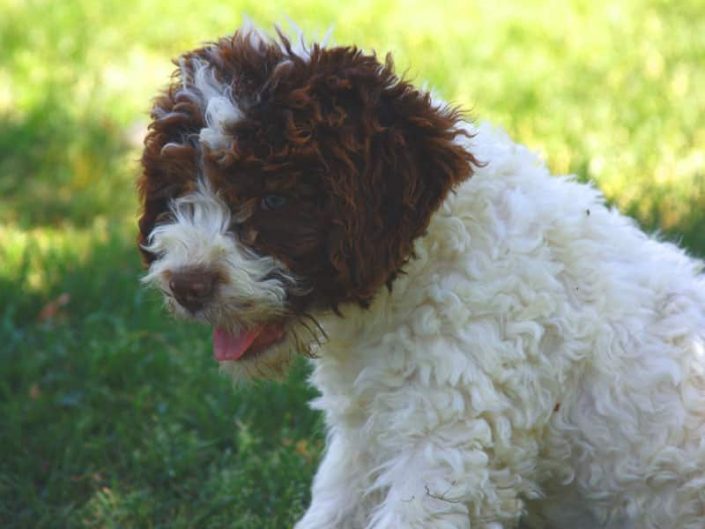 Intervista a David Boretti allevatore di Lagotto Romagnolo