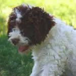 Intervista a David Boretti allevatore di Lagotto Romagnolo