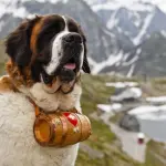 San Bernando: carattere, allevamenti e prezzi