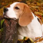 Beagle: carattere, allevamenti e prezzo