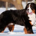 Bovaro del Bernese: carattere, allevamenti e prezzo