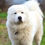 Pastore Maremmano Abruzzese: carattere, allevamenti e prezzo