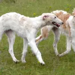 Barzoi (Levriero Russo): carattere, allevamenti e prezzo
