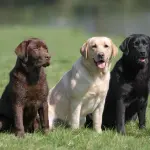 Labrador Retriever: carattere, allevamenti e prezzo