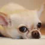 Chihuahua: carattere, allevamenti e prezzo