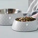 Ciotole per cani e gatti: quali utilizzare per il cibo e l'acqua