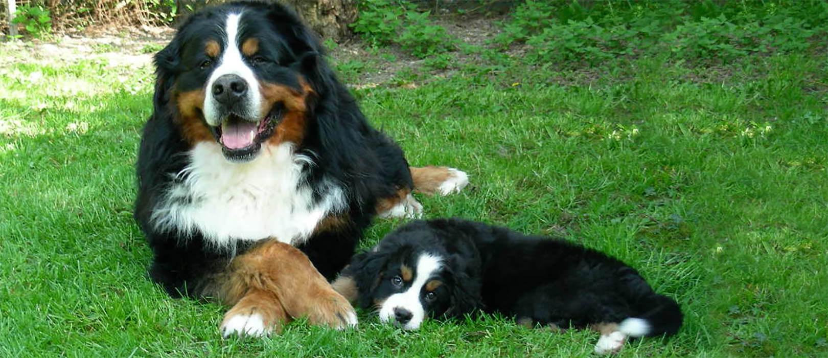 5 cose da sapere sul bovaro del bernese