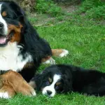 5 cose da sapere sul bovaro del bernese