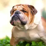 Problemi di salute comuni tra i Bulldog Inglesi