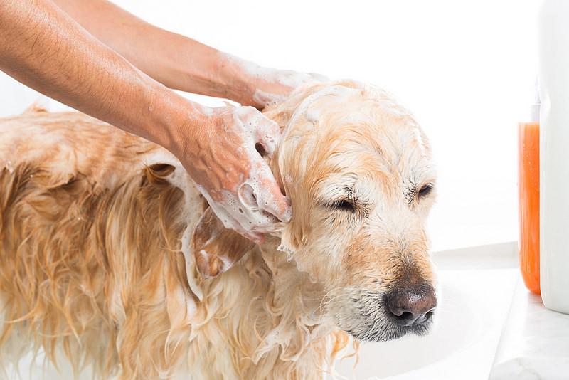I migliori 7 shampoo per Cani