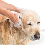 I migliori 7 shampoo per Cani