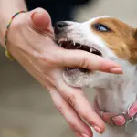 Il comportamento del cane: come gestire l'aggressività di un cucciolo