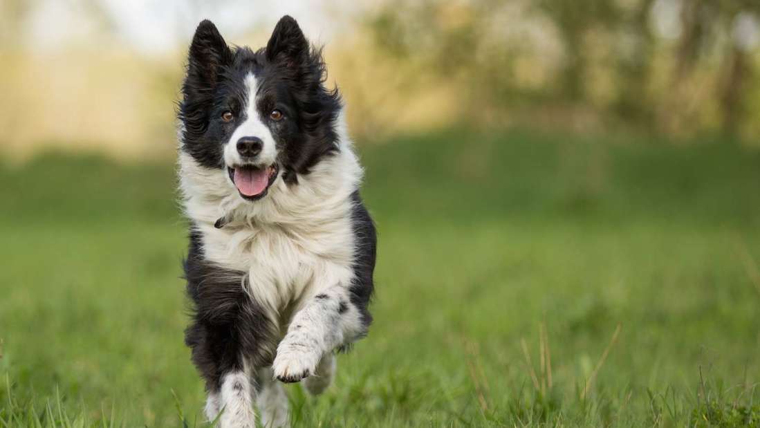 Border Collie: carattere, allevamenti e prezzo