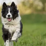 Border Collie: carattere, allevamenti e prezzo