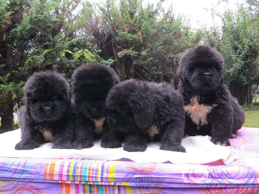 Come mantenere in salute il cucciolo di Terranova