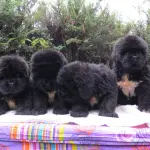 Come mantenere in salute il cucciolo di Terranova