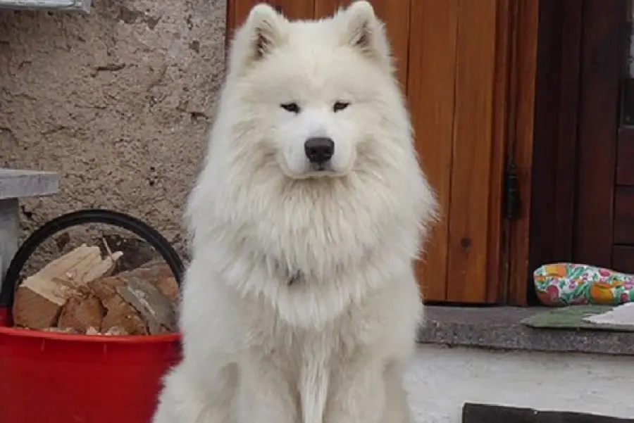 Pet Therapy canina: una definizione ed alcune interessanti curiosità da sapere