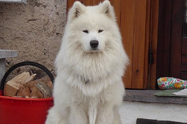 Pet Therapy canina: una definizione ed alcune interessanti curiosità da sapere