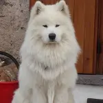 Pet Therapy canina: una definizione ed alcune interessanti curiosità da sapere