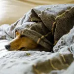 La diarrea nel cane, sintomi e rimedi