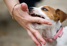 Il comportamento del cane: come gestire l'aggressività di un cucciolo