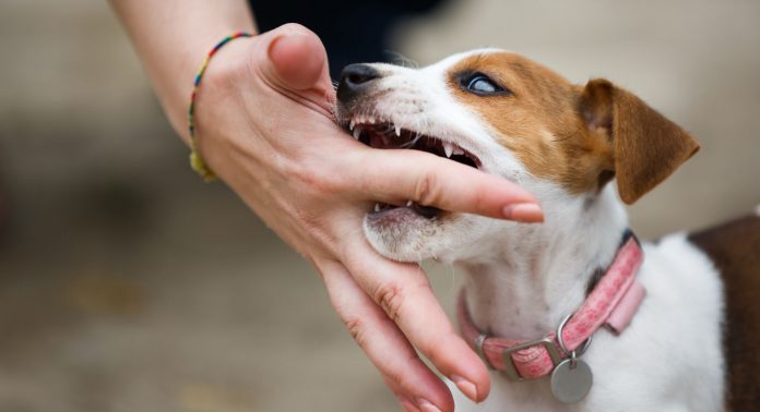 Il comportamento del cane: come gestire l'aggressività di un cucciolo