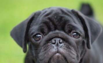 Il tuo cane preme la testa contro il muro?