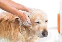 I migliori 7 shampoo per Cani