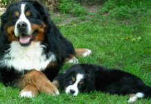 5 cose da sapere sul bovaro del bernese